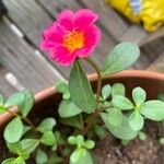 Portulaca grandifloraᱵᱟᱦᱟ