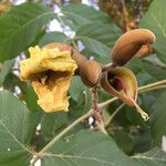 Fernandoa adenophylla Flor