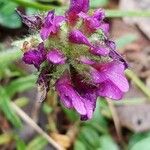 Astragalus hypoglottis Fleur