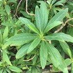 Edgeworthia tomentosa Leaf
