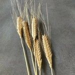 Triticum monococcum Φρούτο