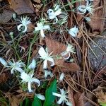 Clematis virginiana Hábito