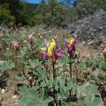 Lupinus stiversii 整株植物