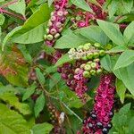 Phytolacca bogotensis Фрукт