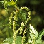 Urtica gracilenta Хабит