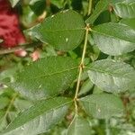 Zanthoxylum bungeanum 葉