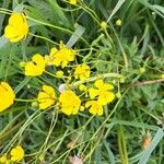 Ranunculus macrophyllus Deilen