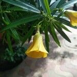 Thevetia neriifolia Flor
