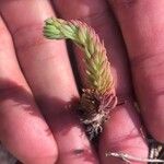 Petrosedum forsterianum Blad