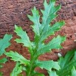 Senecio sylvaticus Blad