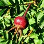 Rosa villosa Fruit