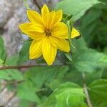 Helianthus divaricatus Çiçek