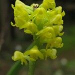 Polystachya golungensis Flower