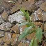 Nicotiana tabacum Övriga