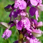 Anacamptis morio Floro