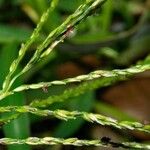 Digitaria ischaemum পাতা