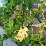 Ixora chinensis Blüte