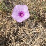 Convolvulus althaeoidesFlower