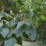 Paulownia tomentosaLeaf