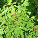 Vachellia cornigera Leaf