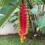 Heliconia rostrata 花