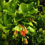 Vaccinium cylindraceum Hoja