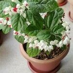 Clerodendrum thomsoniae Deilen