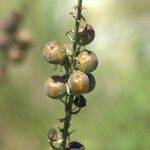 Asphodelus cerasiferus Fruit