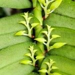 Calyptrochilum christyanum Flower