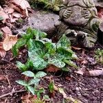 Trillium cuneatumBlatt