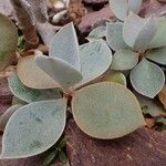 Kalanchoe orgyalis ᱥᱟᱠᱟᱢ