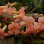Rhododendron dielsianum Flor