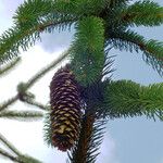 Picea sitchensis Fruto