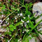 Polygala amarella Habitus