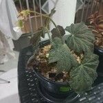 Begonia heracleifolia Hàbitat