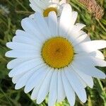 Leucanthemum ircutianumVirág