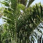 Dypsis pembana Yaprak
