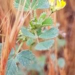 Medicago littoralisFleur