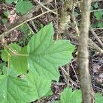 Viburnum acerifolium Blatt