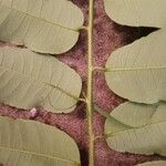 Sclerocroton cornutus Leaf