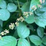 Rumex sanguineus Flower