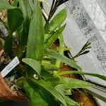 Guarianthe bowringiana Hoja