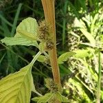 Amaranthus hybridus 樹皮