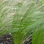 Stipa tenuifolia Hoja