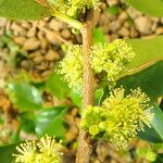 Flacourtia indica Blüte