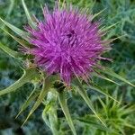 Silybum marianum Blodyn