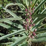 Asclepias brachystephana عادت