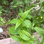 Salvia oxyphora Leaf