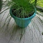 Isolepis cernua Yaprak