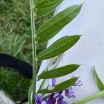 Vicia cracca 叶